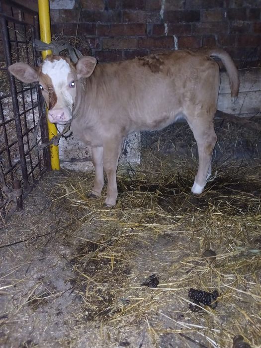 Vând vitea de 4 săptămâni