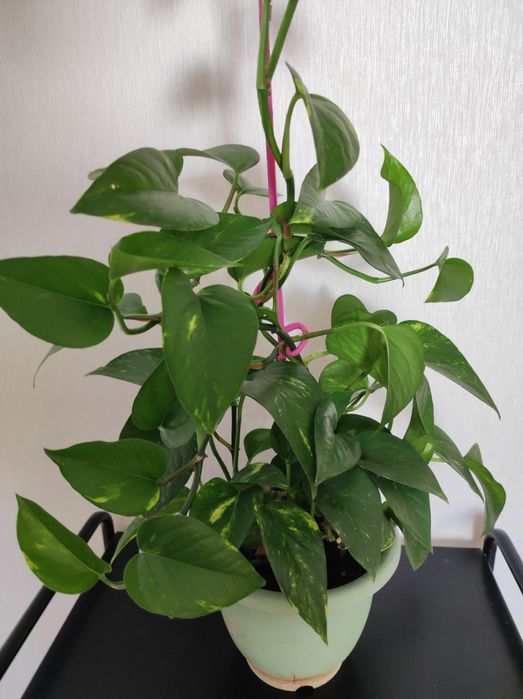 Эпипремнум золотистый.