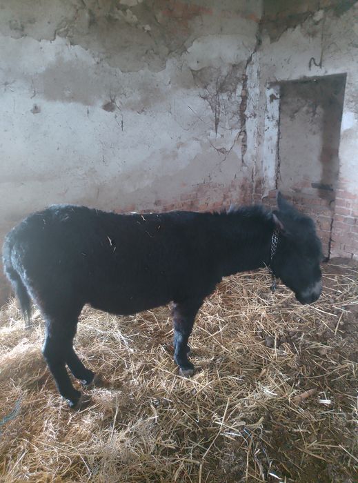 Schimb măgar cu doua oi