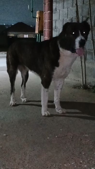 Ит сатлады еркек