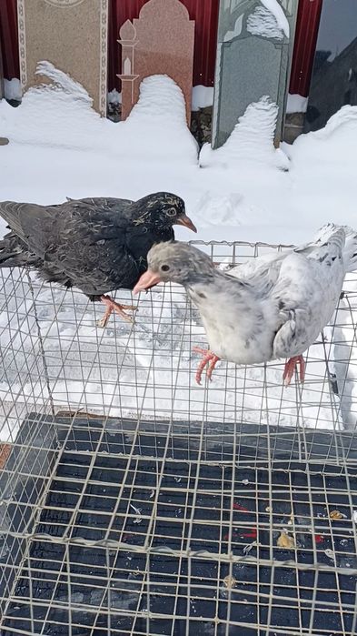 Голуби широкохвостые пискуны