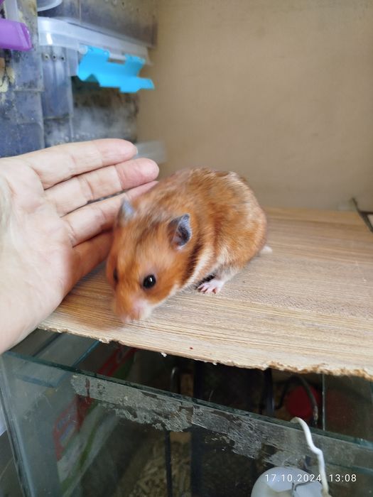 Хомячки домашние,здоровые