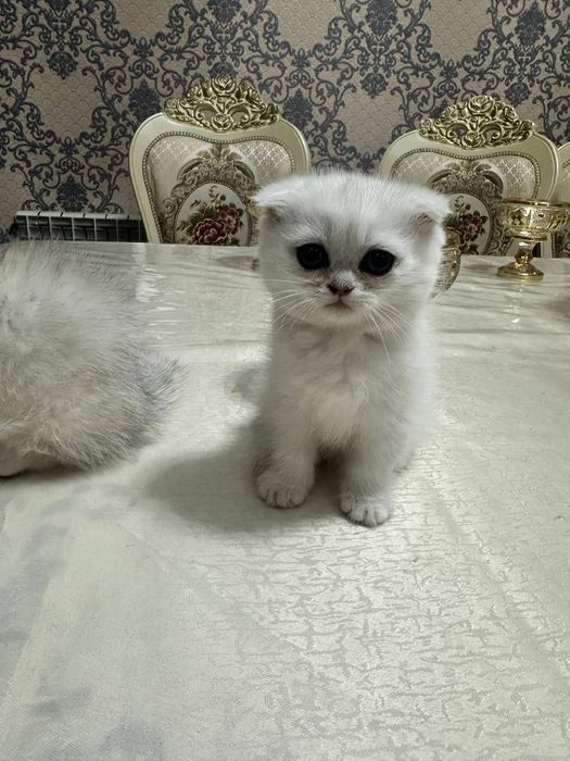 Скоттиш фонд серебристая шиншилла(Scottish fold serebristaya shinshil