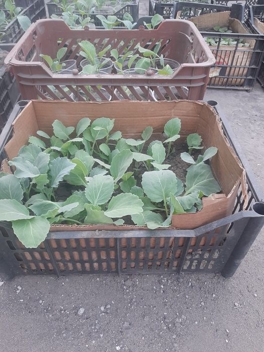 Рассада огурцы помидоры