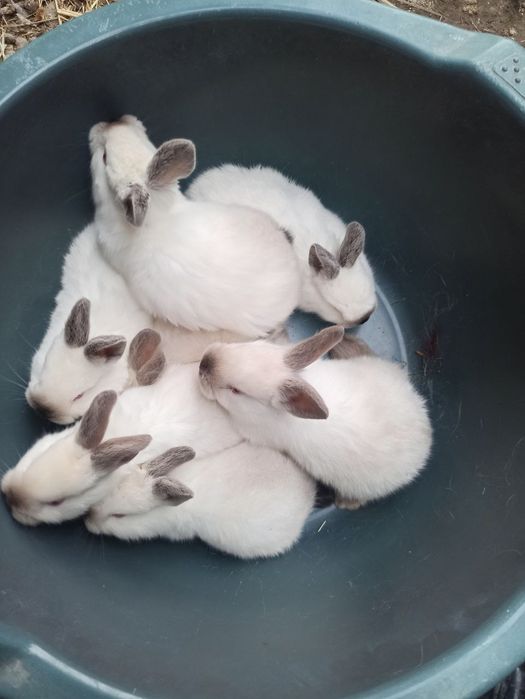 Крольчата калифорния. Крилик. Куён болар калифорния.