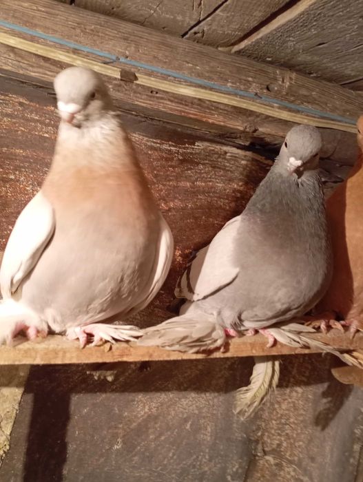 Продам бойных голубей
