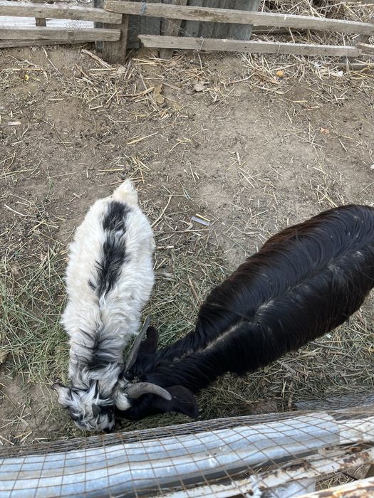 Ешкі лағымен сатылады