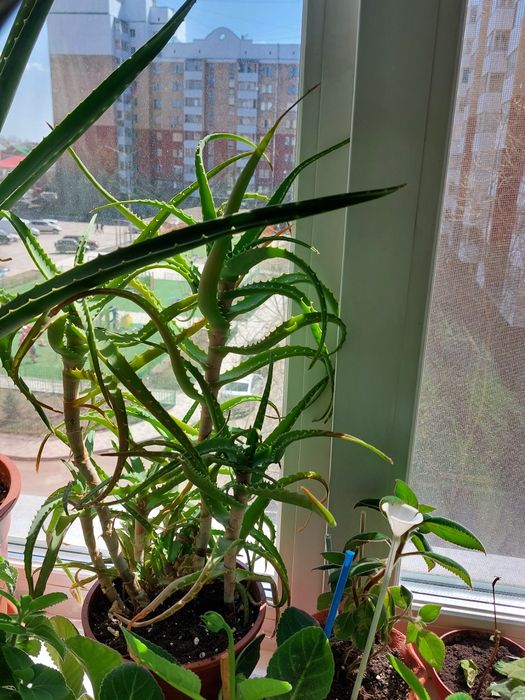 Комнатные цветы ...