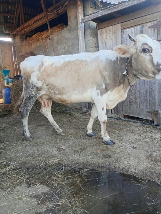 Vând vaca gestanta de 5 luni