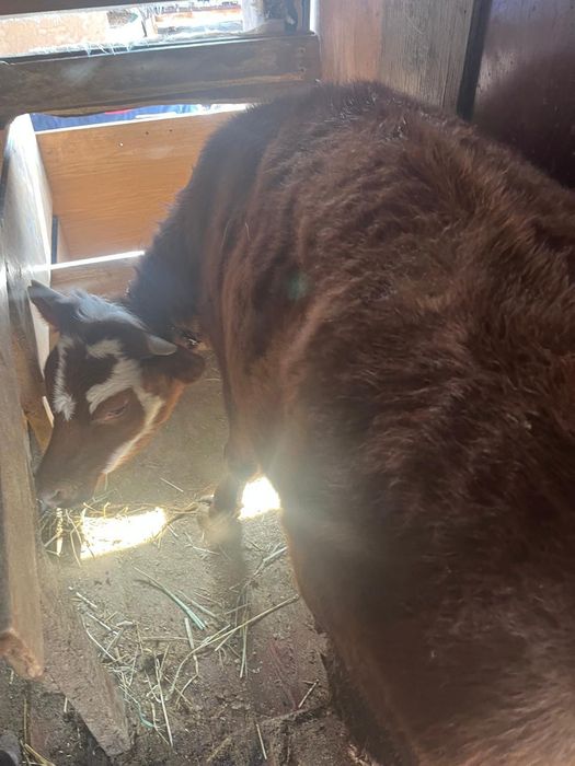 Продам сельхоз животных