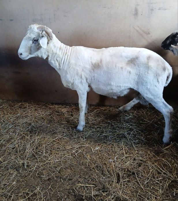 Vand miei in varsta de un an