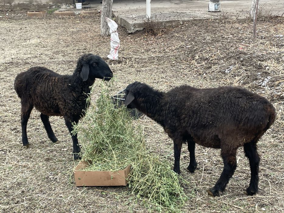 2 саулык 160 калада тур