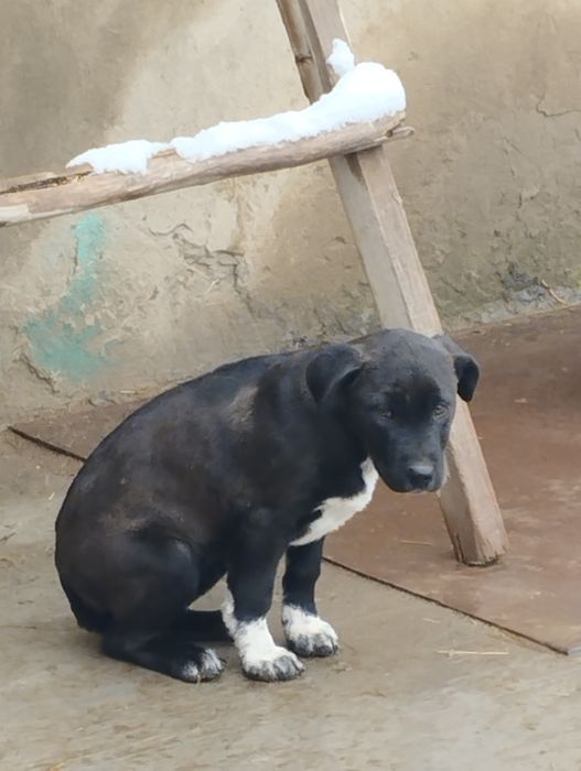 Продаётся щенок питбультерьер (сука)