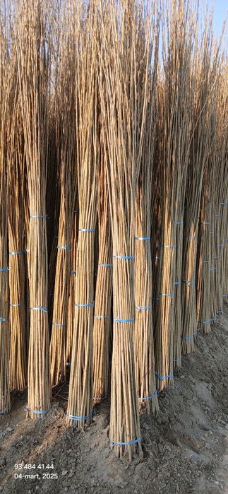 Терак кучатлари оптом сотилади 1-2-3 йиллик