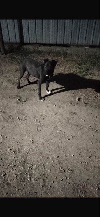 Щенок Петьуля отдам в хорошие руки 1 год 2 месяца . Мальчик