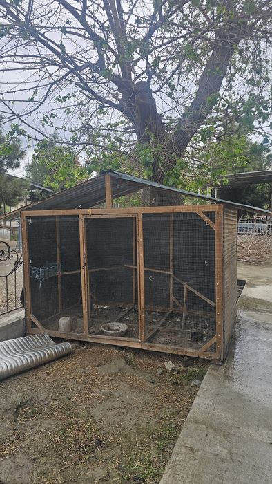 Товук хона катта жуда кам ишлатилган