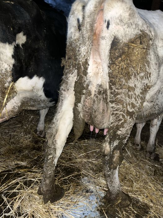 Vand vaci bune de tinut