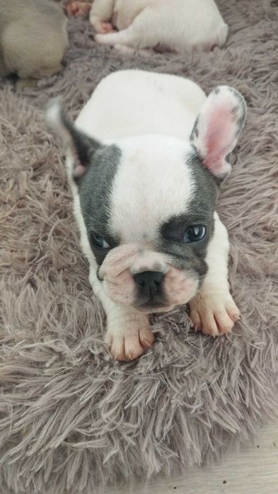 Френски булдог, домашен приятел