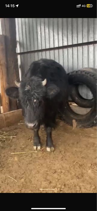 Кашар 370.   Лак туша 40