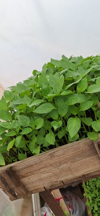 Продам рассаду овощей