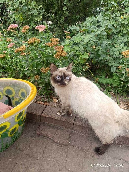 Кошку даром отдам