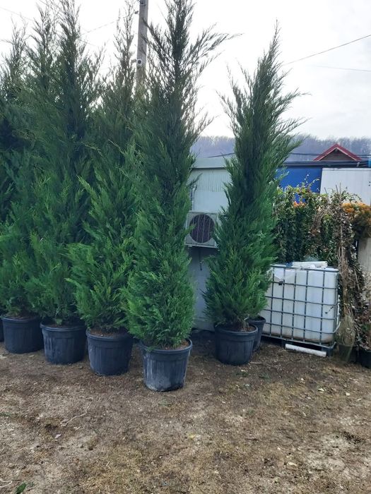 Chiparos Leylandii este un conifer de talie medie, din familia Cupress