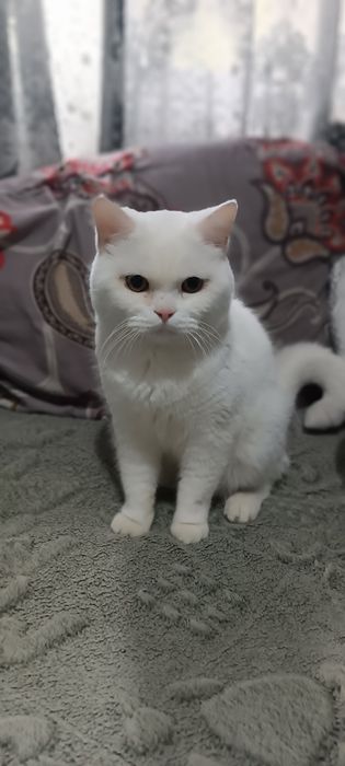 Продается кот Страйт