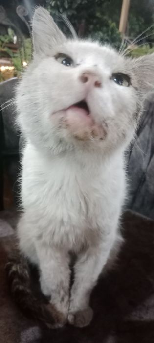 Коту очень нужна помощь