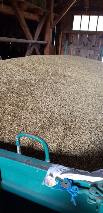 Vând ovăz ambalat în sacii