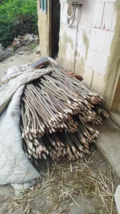 Araci de alun  de vânzare