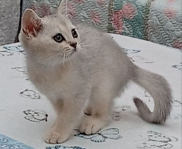 Срочно продаются шотландские котята серебряная шиншилла