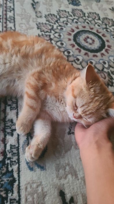 Bязка bepul juftlashtirishga Garfilddi kopiyasi