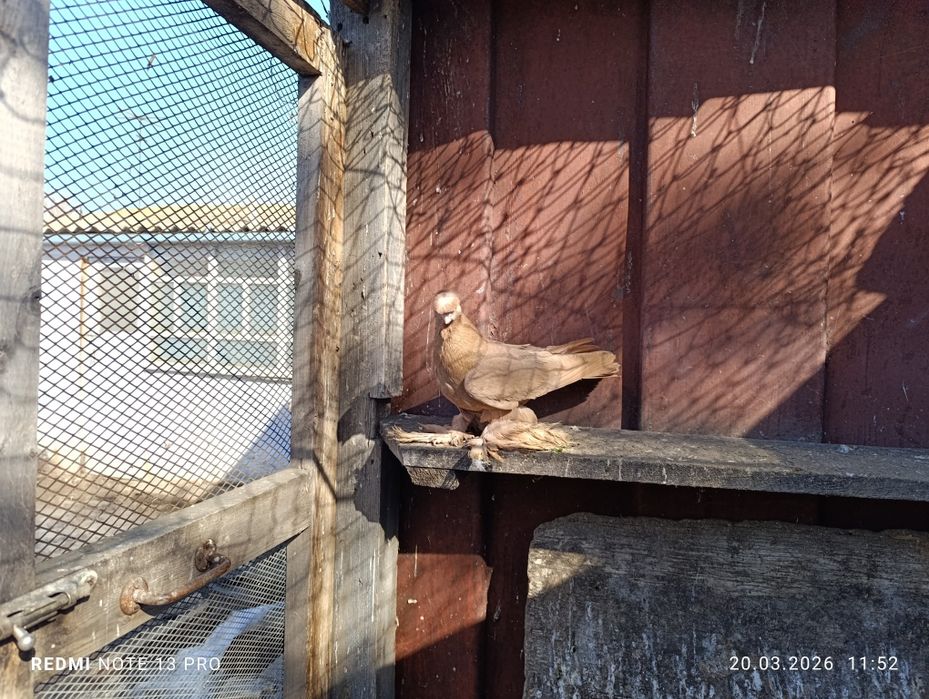 Голубь жёлтый самец