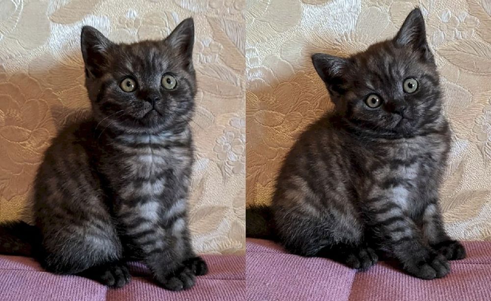 Скоттиш страйт мальчики