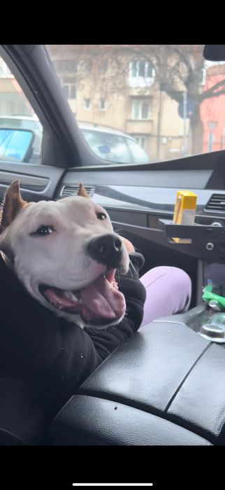 Подарява се мъжко куче – Амстаф