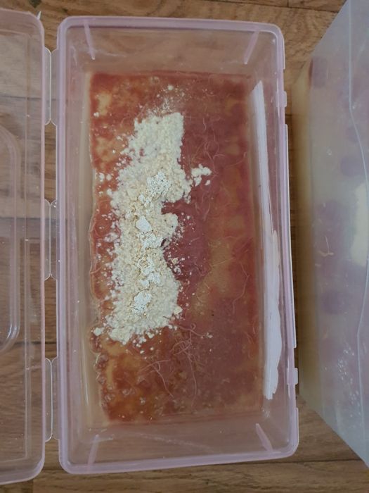 Аулофорус в перемешку с изей