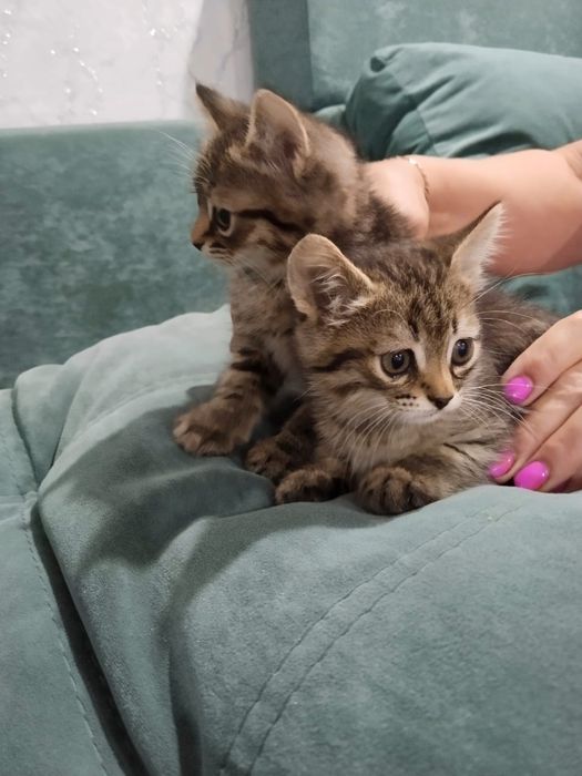 Отдам котят в добрые руки
