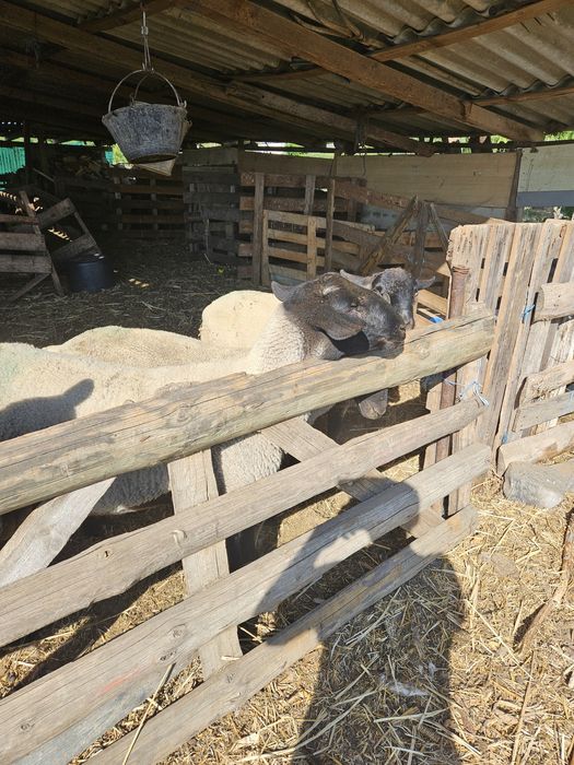 Berbeci suffolk miori