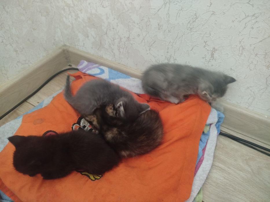 Отдам даром котенка