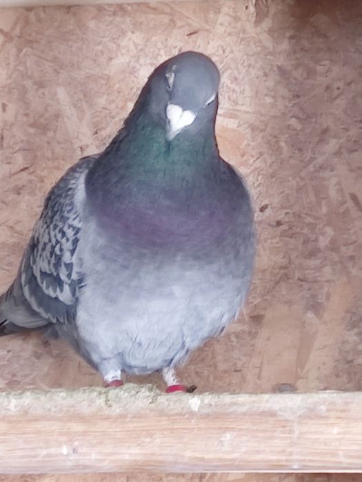 Vând porumbei pui și maturi