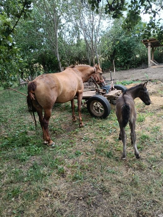 Iapa de 4 ani de vânzare sau schimb cu cal castrat