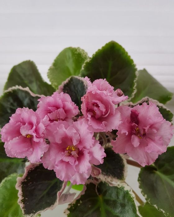 Сортовые Фиалки, детки