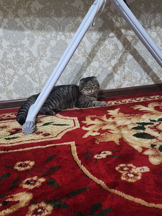 Продаются кот вислоухие шотландцы