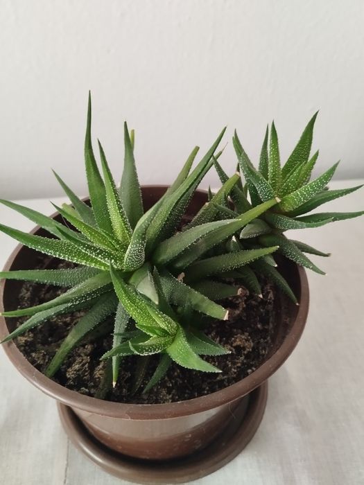 Комнатные декоративные цветы