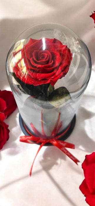 Trandafiri criogenati!