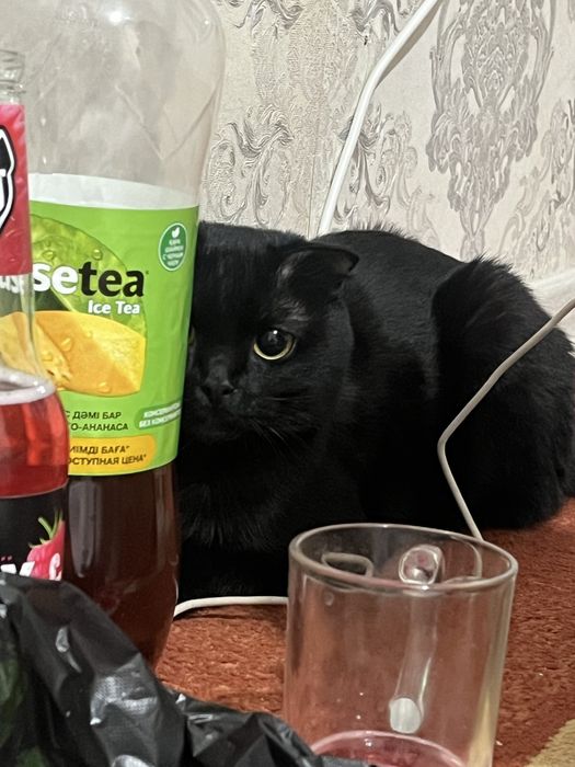 Шотландский вислоухий(кот)