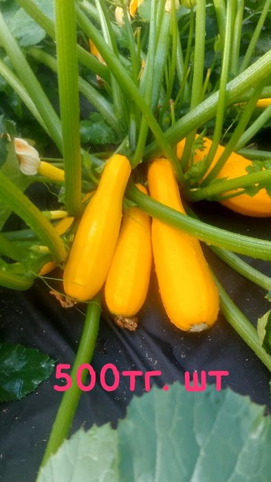 Продам домашнюю зелень