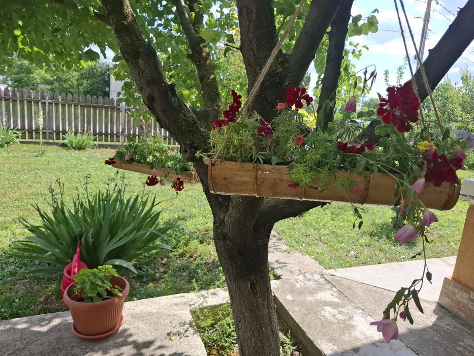 jardiniera bambus 100 cm cu diametru de aprox 12 cm