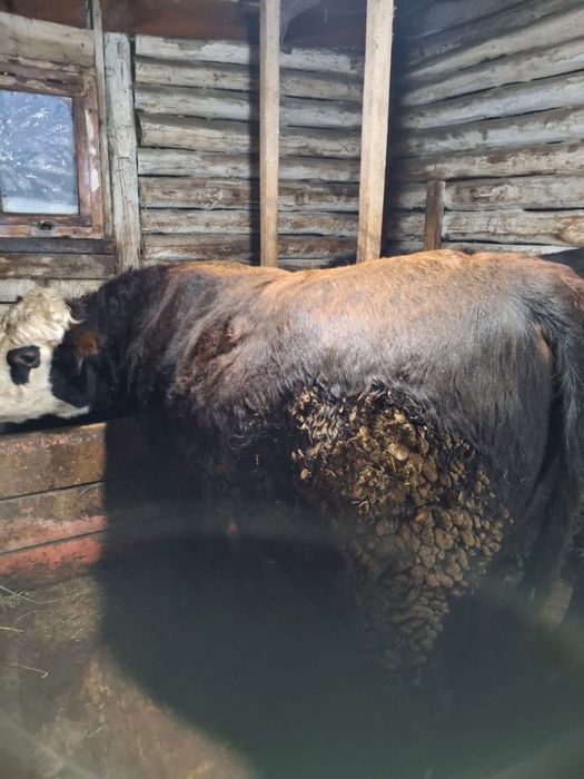 Продам быком с откорма