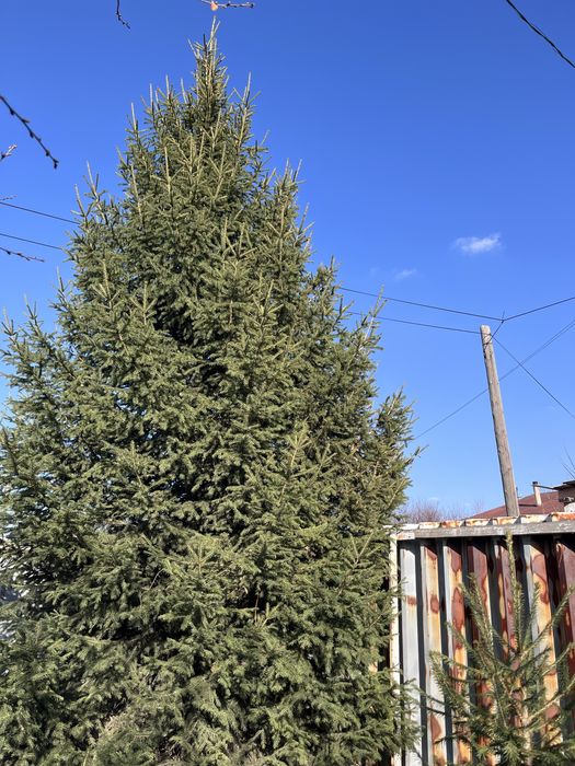 Продам саженцы елок, кедра!